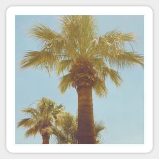 Pretty picture of a Palm Tree. Pretty Palm Trees Photography design with blue sky Sticker